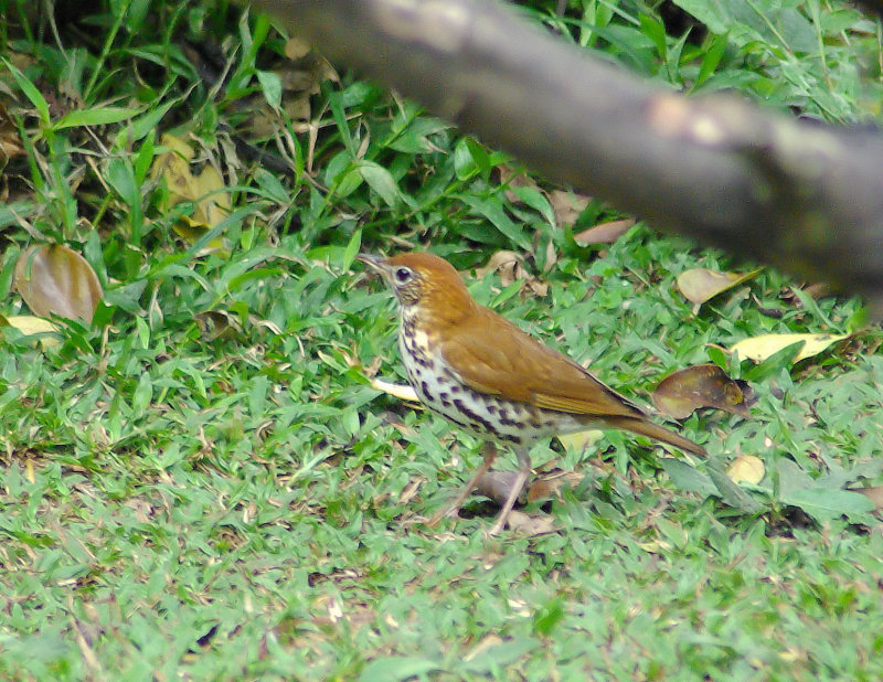 Wood Thrush