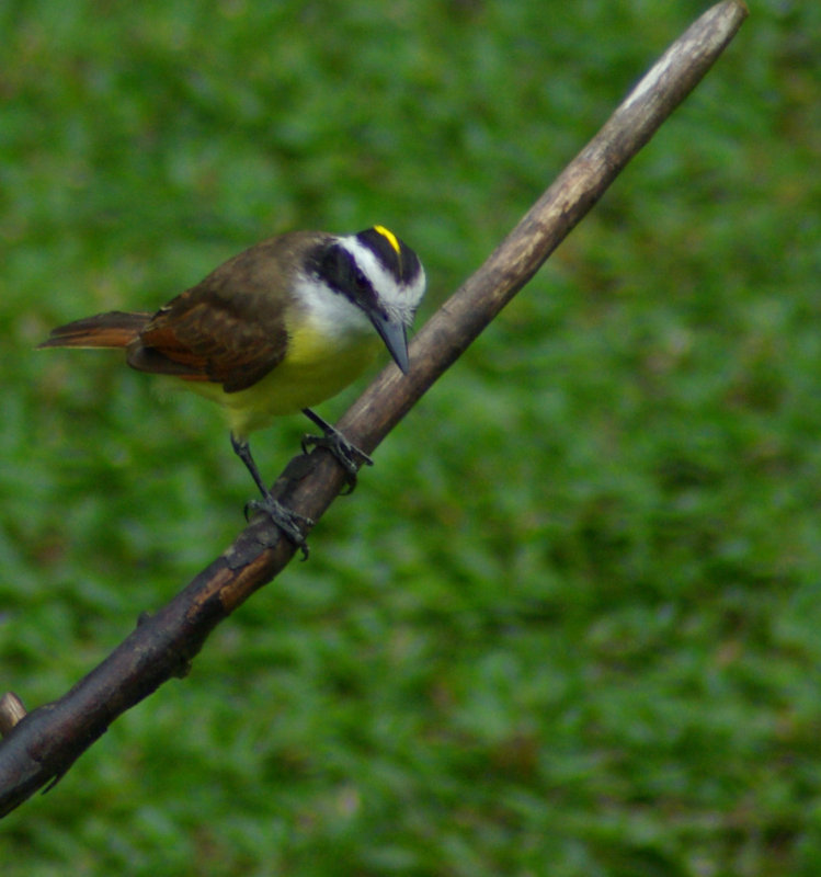 Great Kiskadee