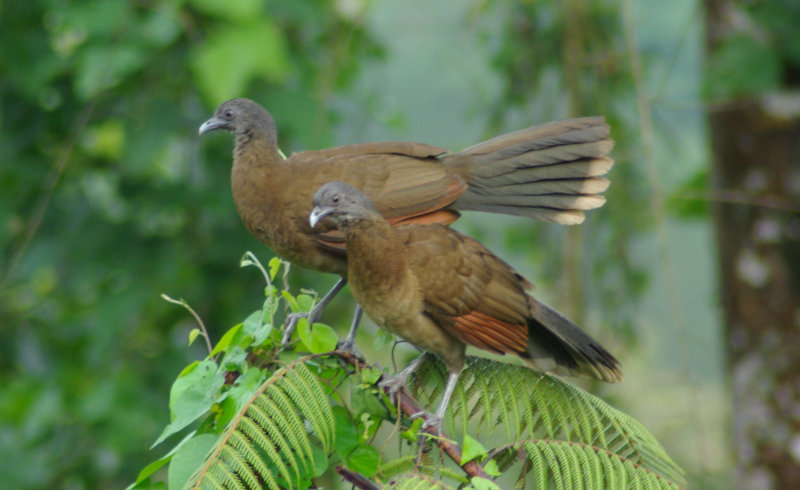 Grey Headed Chachalaca