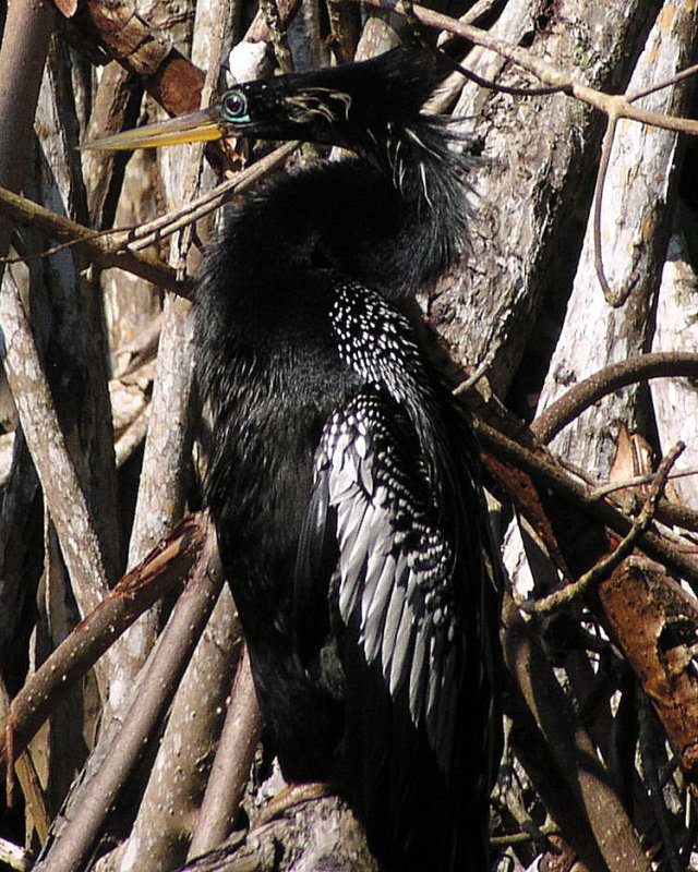 Anhinga1.jpg