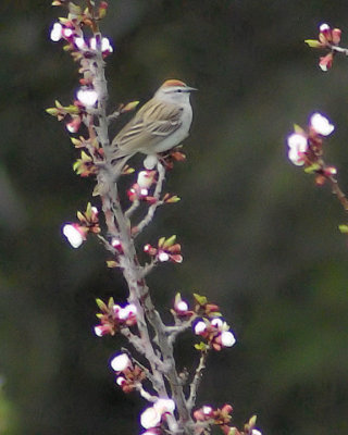 Dapper Chipping Sparrow in flowering tree