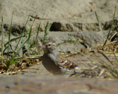 Chipping Sparrow on the rocks