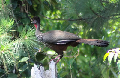 Crested Guan 1