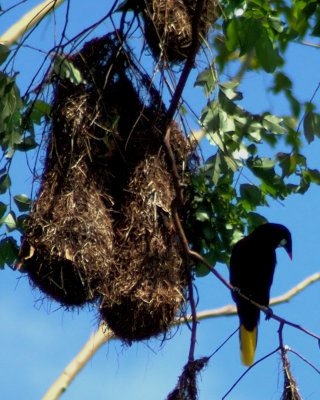Montezuma Oropendola & Nests