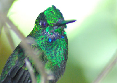 Green Crowned Brillent male
