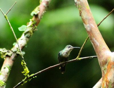 Female Volcano Hummingbird