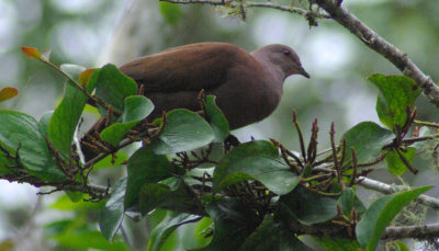 RN Ruddy Ground Dove