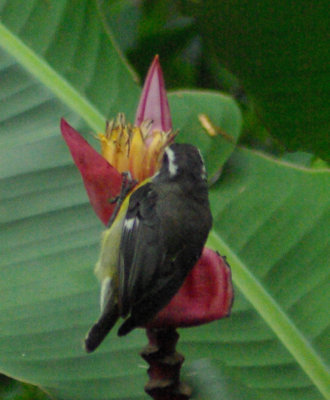Bananaquit on flower