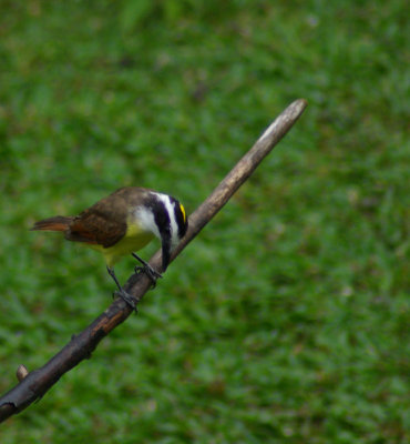 g1/61/573261/3/103663743.L2vBjNbl.jpg