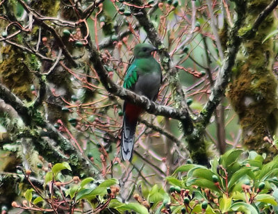 SV Female Resplendant Quetzal in tree.jpg