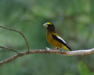 Male Evening Grosbeak