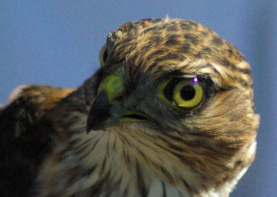 Chelan Ridge HWI Raptor Festival