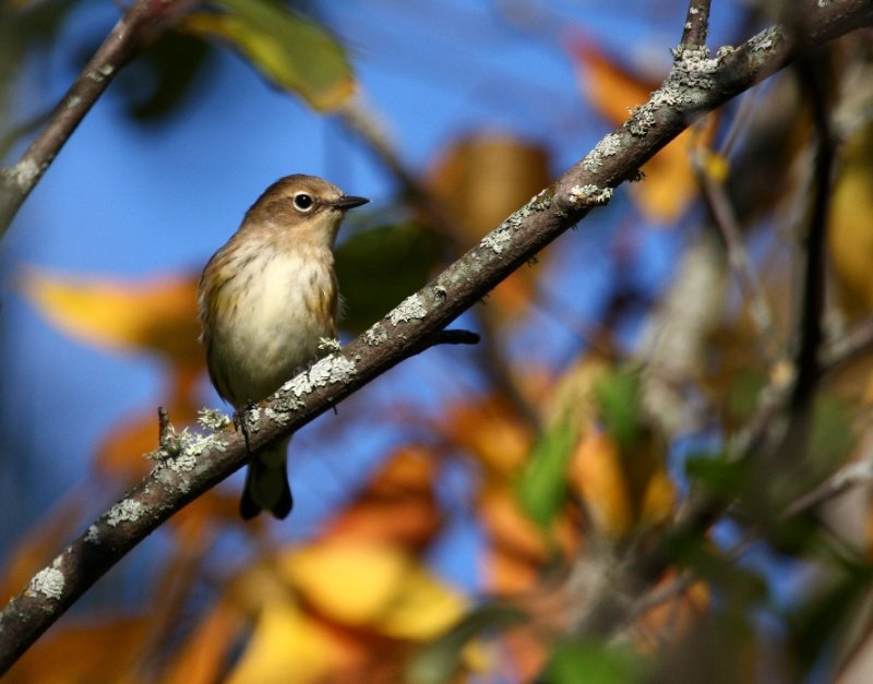 Yellow-rumped Warbler 1405