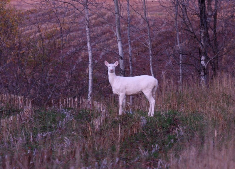 Albino White-tailed Deer 3622a