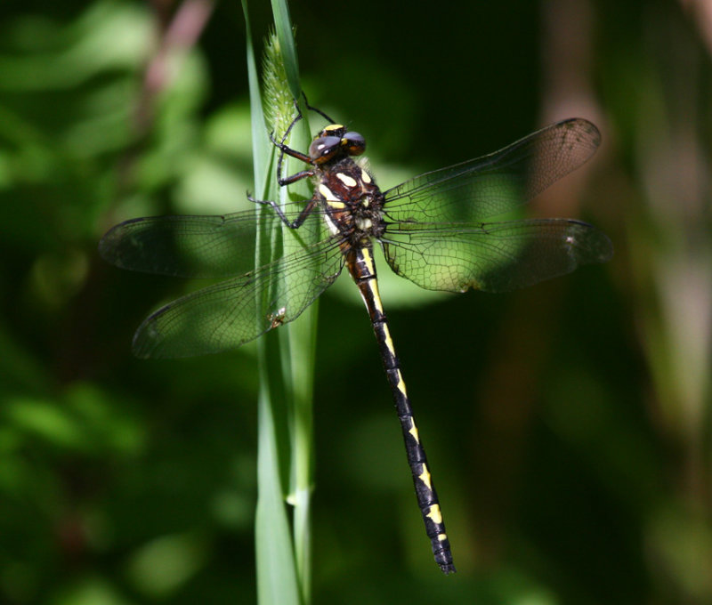 Arrowhead Spiketail (C. obliqua) - Male