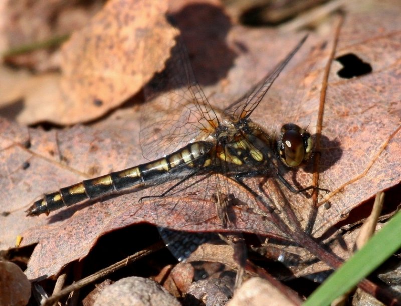 Black Meadowhawk (S. danae) - female