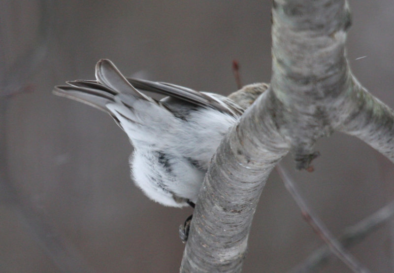 Hoary Redpoll 7690