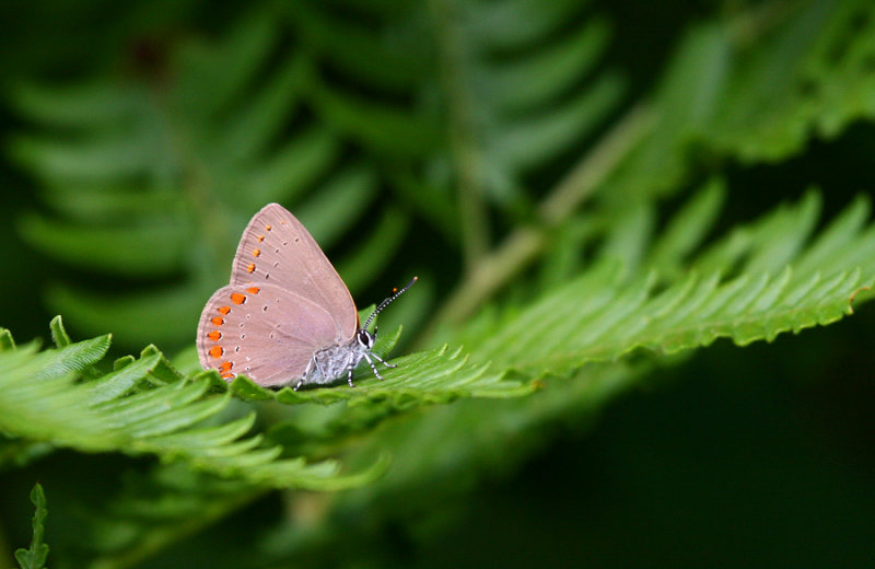 Coral Hairstreak 7085