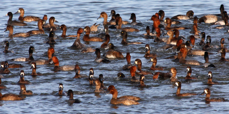 Diving Ducks 2891