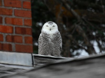 Snowy Owl 2008 #1 (Immature Female)