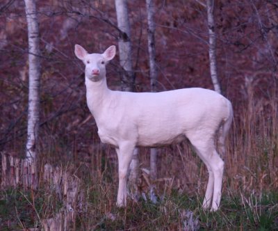 Albino White-tailed Deer 3622b