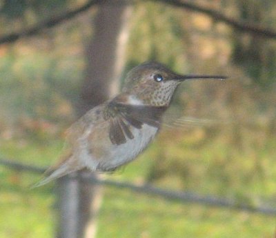 Selasphorus Hummingbird 095b by Andy Paulios
