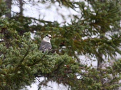 Gray Jay 4573