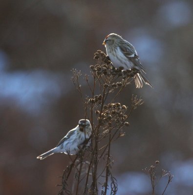 Hoary Redpolls