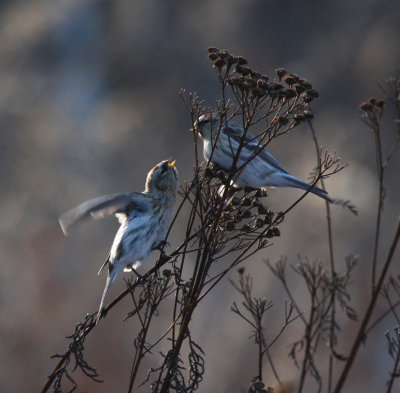 Hoary Redpolls