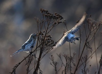 Hoary Redpolls