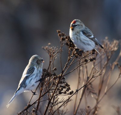 Hoary Redpolls