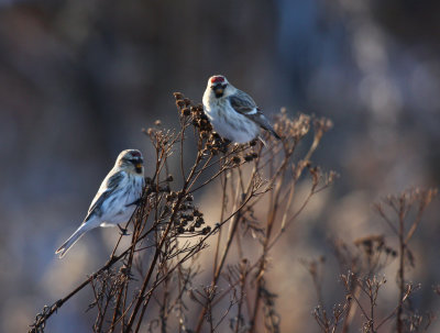 Hoary Redpolls