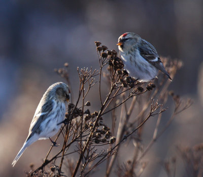 Hoary Redpolls