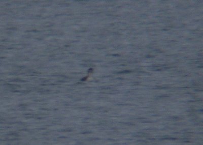 Pacific Loon 2560