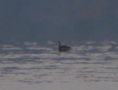 Pacific Loon 2556