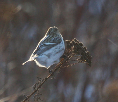 Hoary Redpolls