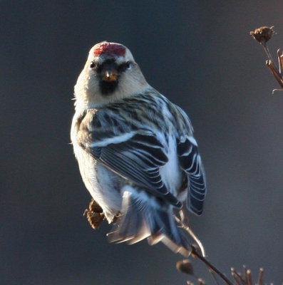 Hoary Redpolls