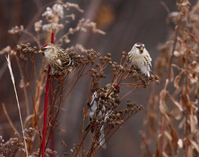 Redpoll_4972