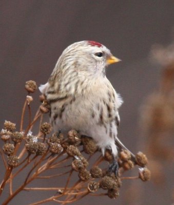 Redpoll - Common or Hoary?