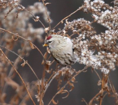 Redpoll_4967