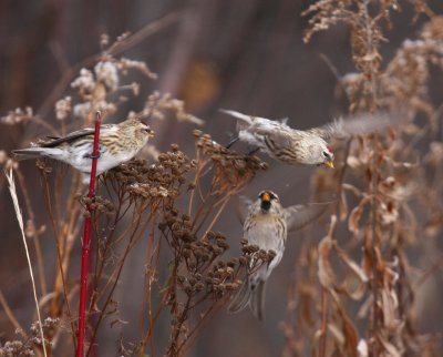 Redpoll_4964