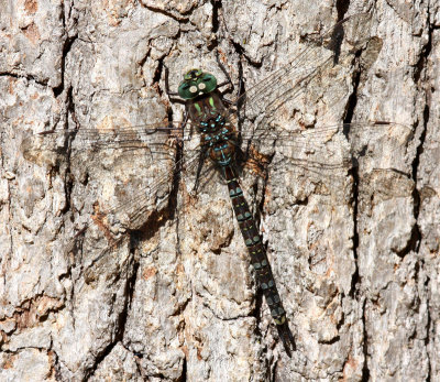 Canada Darner (Aeshna canadensis)