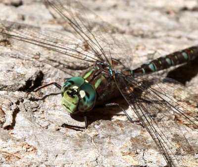 Canada Darner (A. canadensis) - Male