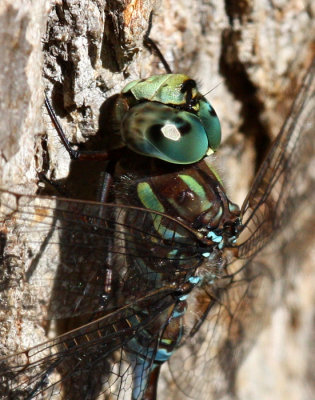 Canada Darner (A. canadensis) - Male