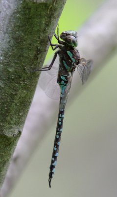 Canada Darner (A. canadensis) - Male