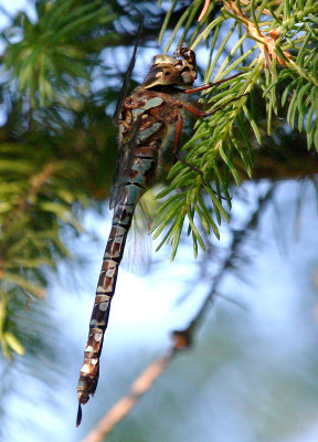 Canada Darner (A. canadensis) - Female
