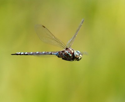 Canada Darner (A. canadensis) - Male
