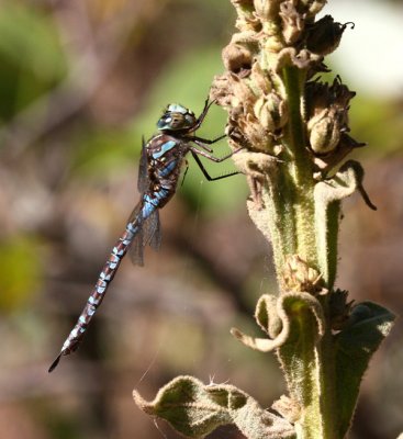 Canada Darner (A. canadensis) - Female