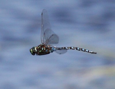 Lake Darner (A. eremita) - Male