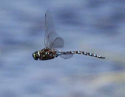 Lake Darner (Aeshna eremita)